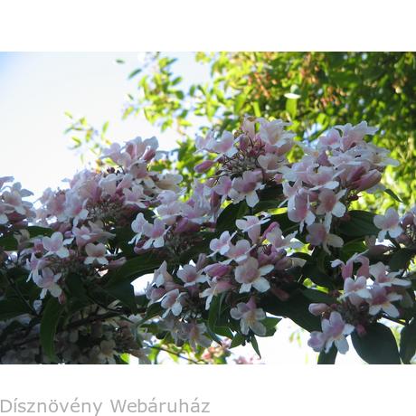 Avoir Images Viraglonc Kolkwitzia Amabilis Disznoveny Webaruhaz actualisé salutations