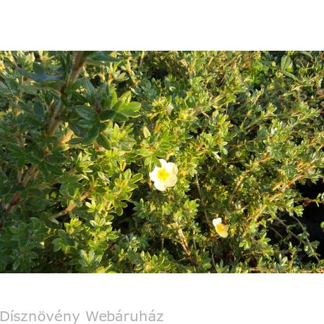 Cserjes Pimpo Potentilla Dasiphora Fruticosa Disznoveny