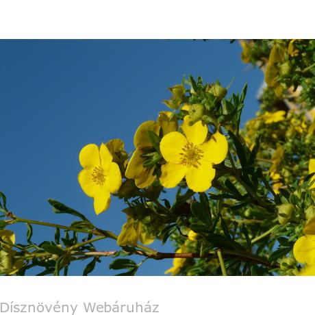 Shrubs Prune And Rejuvenate