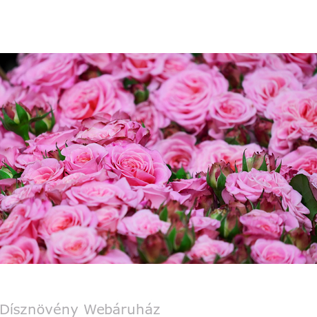 Rózsaszín terülőrózsa teljes virágpompa
