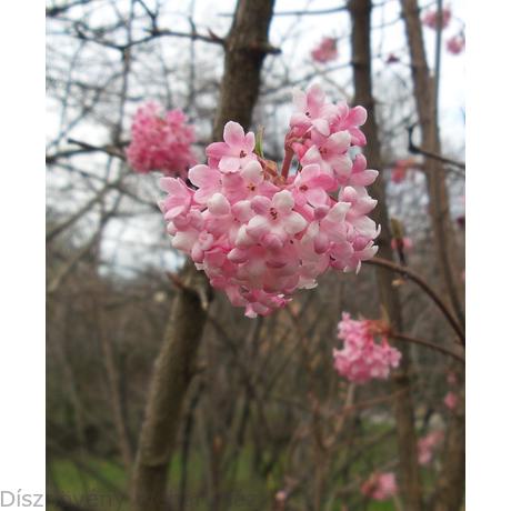 A Digital Botanic Garden Viburnum X Bodnantense Dawn Adoxaceae