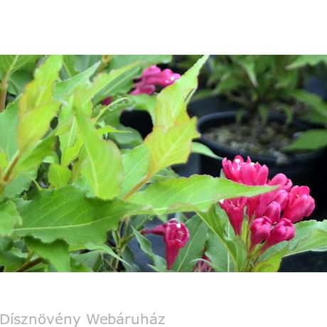 Weigela Florida Stock Photos And Images Agefotostock