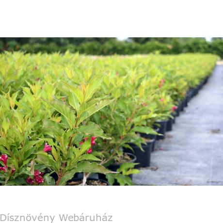 Future Plants By Randy Stewart Weigela