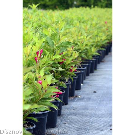 Ruby Red Petals Stock Photos Ruby Red Petals Stock Images Alamy
