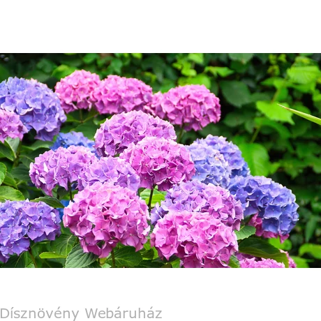 Bouquet Rose kerti hortenzia nyári virágzása