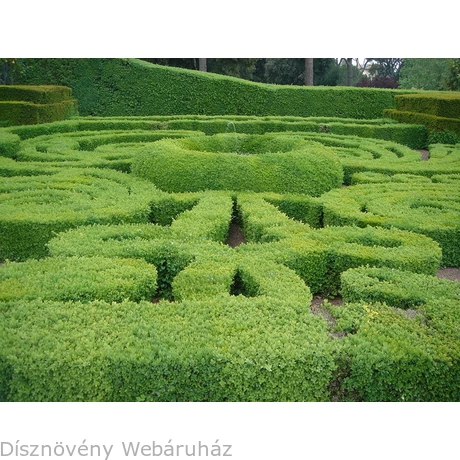 Sövénybuxus kiültetés