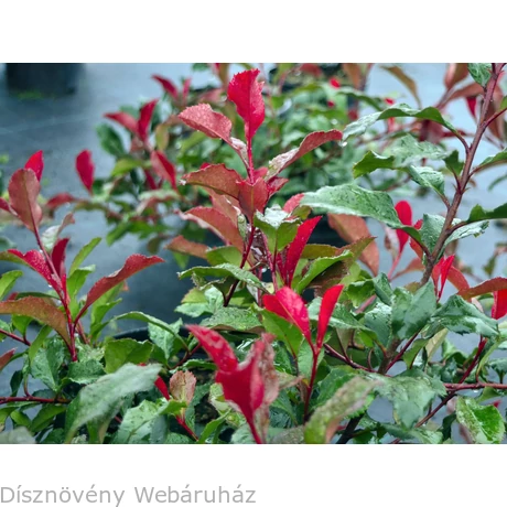 Corallina korallberkenye / Photinia x fraseri 'Corallina' | Dsznvny  Webruhz