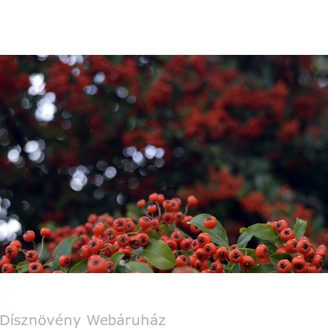 Kasan tűztövis termésdísz