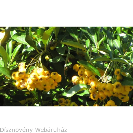 Soleil d'Or tűztövis termésdíszben