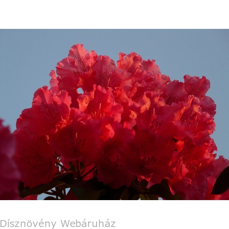 Havasszépe vagy rododendron pirosan virágzó