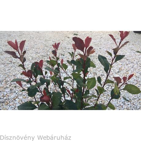 Photinia Fraseri Photos Photinia Fraseri Images Page 3 Alamy
