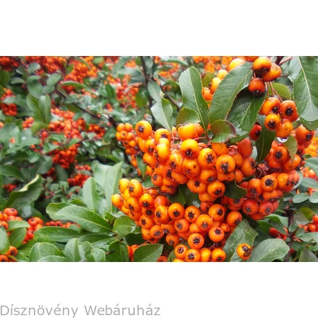 Orange Glow tűztövis termésdíszben