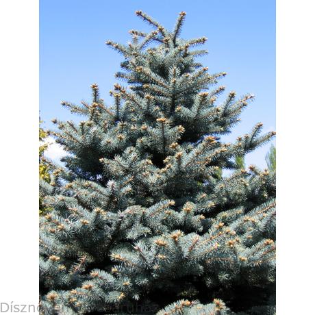 Glauca ezüstfenyő habitus