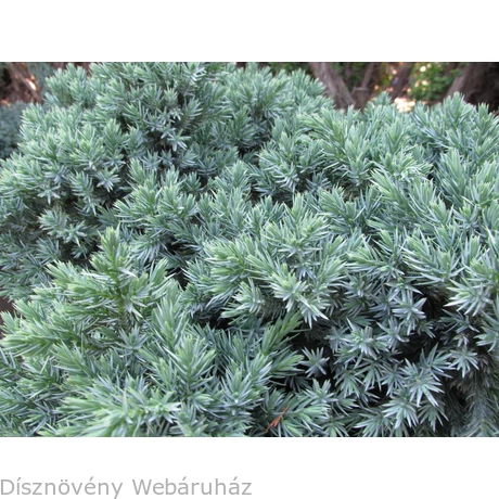 Blue Star nepáli törpe boróka habitus