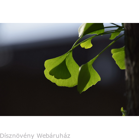 Ginkgo páfrányfenyő jellegzetes levelei