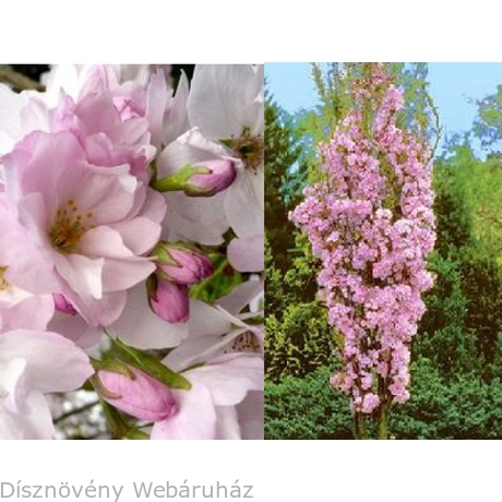 Oszlopos japán díszcseresznye virág, habitus