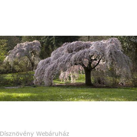 Csüngő japán díszcseresznye tavaszi virágfíszben