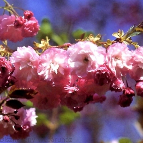 Pink Perfection japán díszcseresznye virágzó ág