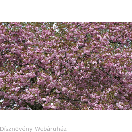 Royal Burgundy japán díszcseresznye virágzásban