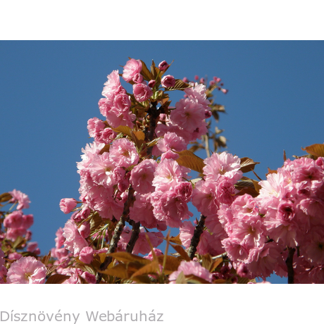 Japán díszcseresznye virágzás