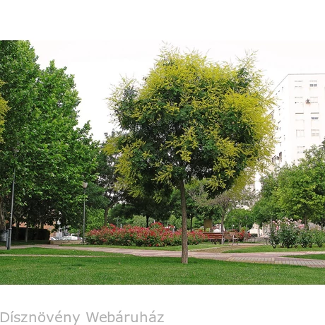 Bugás csörgőfa virágzása városi parkban