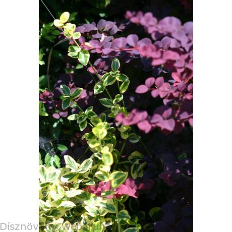 Phyto Files Euonymus Fortunei Emerald N Gold Emerald N Gold