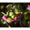 Kislevelű vagy pettyes hóbogyó / Symphoricarpos x chenaultii ❁