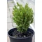 Sövénybukszus (sövénypuszpáng) / Buxus sempervirens 'Suffruticosa' - 15-20