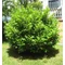Babérmeggy / Prunus laurocerasus Sp. - 80-100