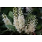 Genolia oszlopos babérmeggy / Prunus laurocerasus 'Genolia' - 40-60
