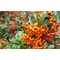 Orange Glow tűztövis / Pyracantha coccinea 'Orange Glow' - 30-40