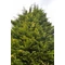 Arany leyland ciprus / Cupressocyparis x leylandii 'Gold Rider' - 125-150