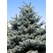 Glauca ezüstfenyő  / Picea pungens 'Glauca' - 80-100
