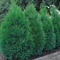 Blue Jeans kék leyland ciprus / Cupressocyparis x leylandii 'Blue Jeans' - 60-80