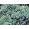 Blue Star nepáli törpe boróka / Juniperus squamata 'Blue Star' - 20-30
