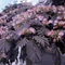 Bordólevelű selyemakác / Albizia julibrissin 'Summer Chocolate' - 80-100