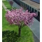 Susan liliomfa (fatermetű) / Magnolia 'Susan' - 175-200