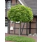 Gömbjuhar / Acer platanoides 'Globosum' - 275-300