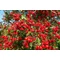 Ehető kínai galagonya / Crataegus pinnatifida  - 150-175