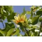 Amerikai tulipánfa / Liriodendron tulipifera - 200-250