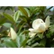D.D. Blanchard örökzöld liliomfa / Magnolia grandiflora ’D.D. Blanchard’ - 40-60