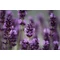 Rózsaszín virágú levendula / Lavandula angustifolia 'Rosea' - 15-20