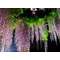 Lilaakác / Wisteria sinensis - 80-100