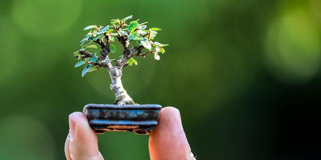 Bonsai fácska kép