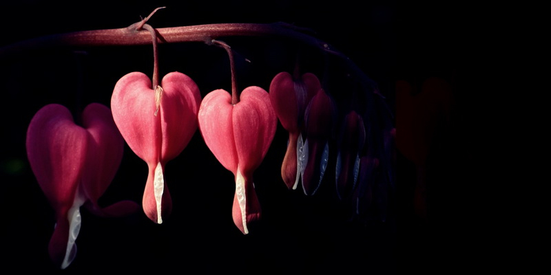 Szívvirág/Dicentra virágkép