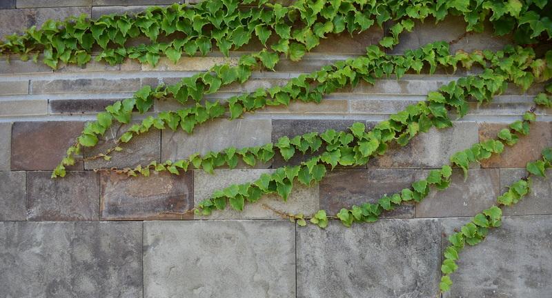 Repkény vadszőlő (Parthenocissus tricuspidata 'Veitchii') Repkény vadszőlő kúszik kőfalra kép