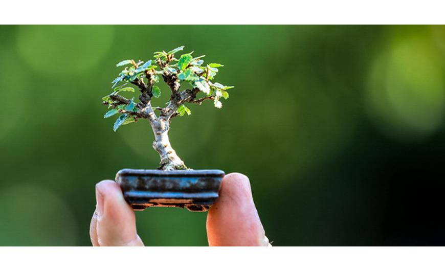 7. Dísznövény gondozás és eszközök - Dísznövény blog