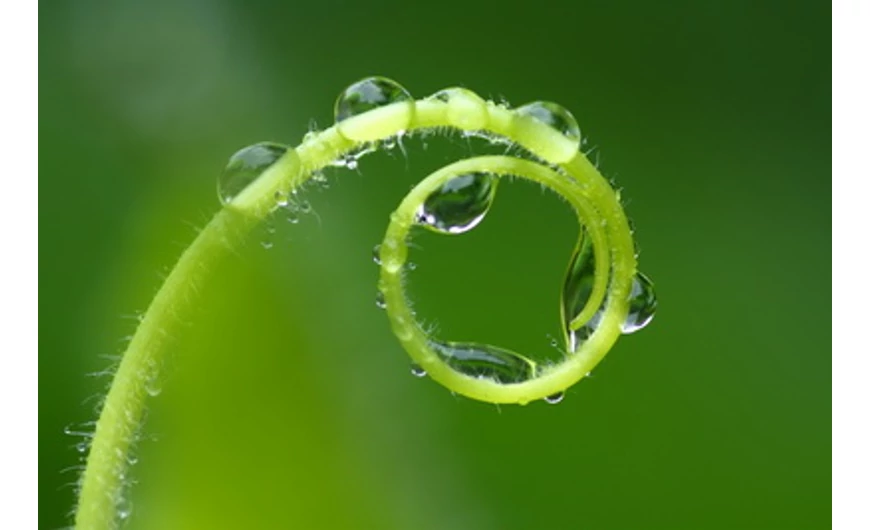 Ingyenes ültetés feltételei